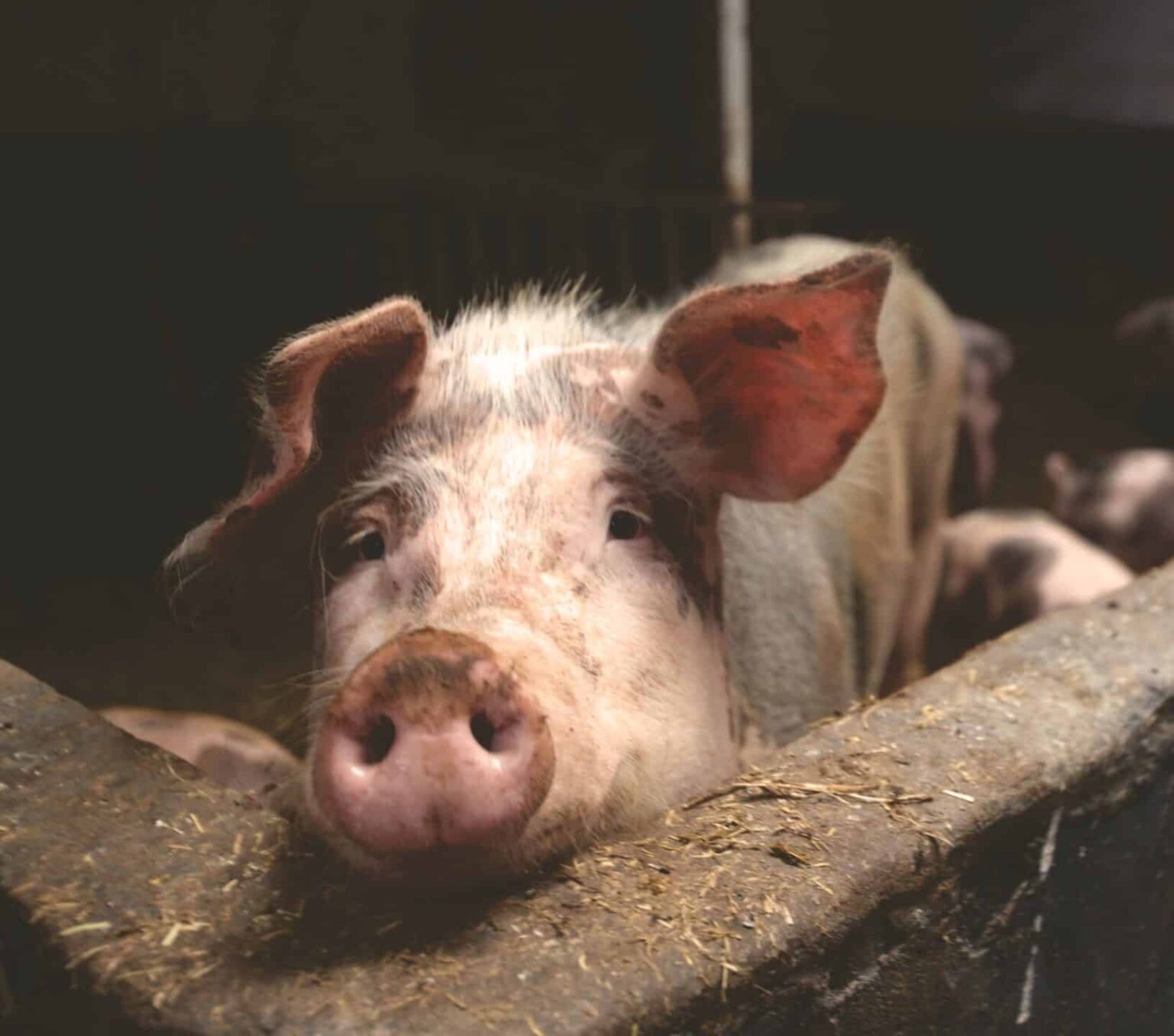 Congress Spent $19 Billion on Pork Barrel Projects in 2022, New Report ...