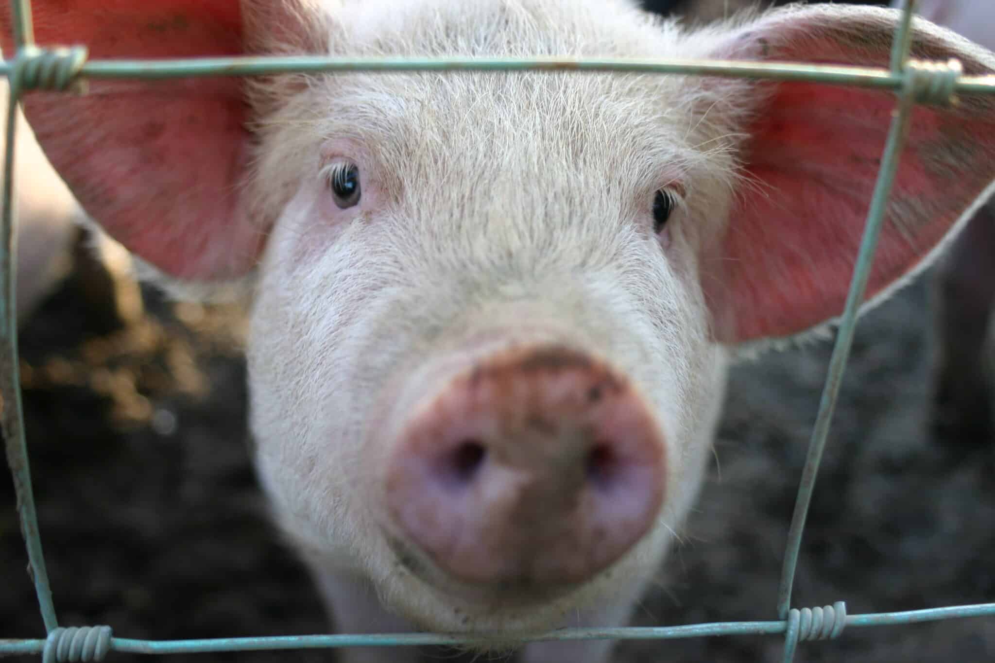 Congress Spent 26 Billion on Pork Barrel Projects in 2023 RVIVR