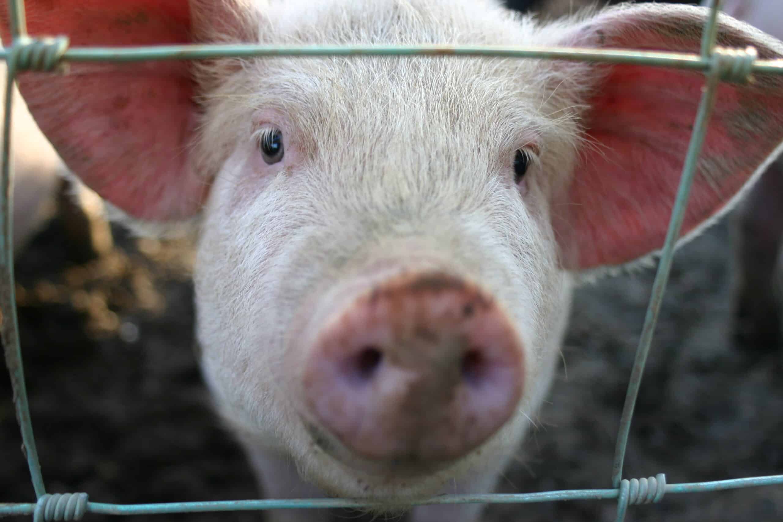 Congress Spent 26 Billion on Pork Barrel Projects in 2023 RVIVR