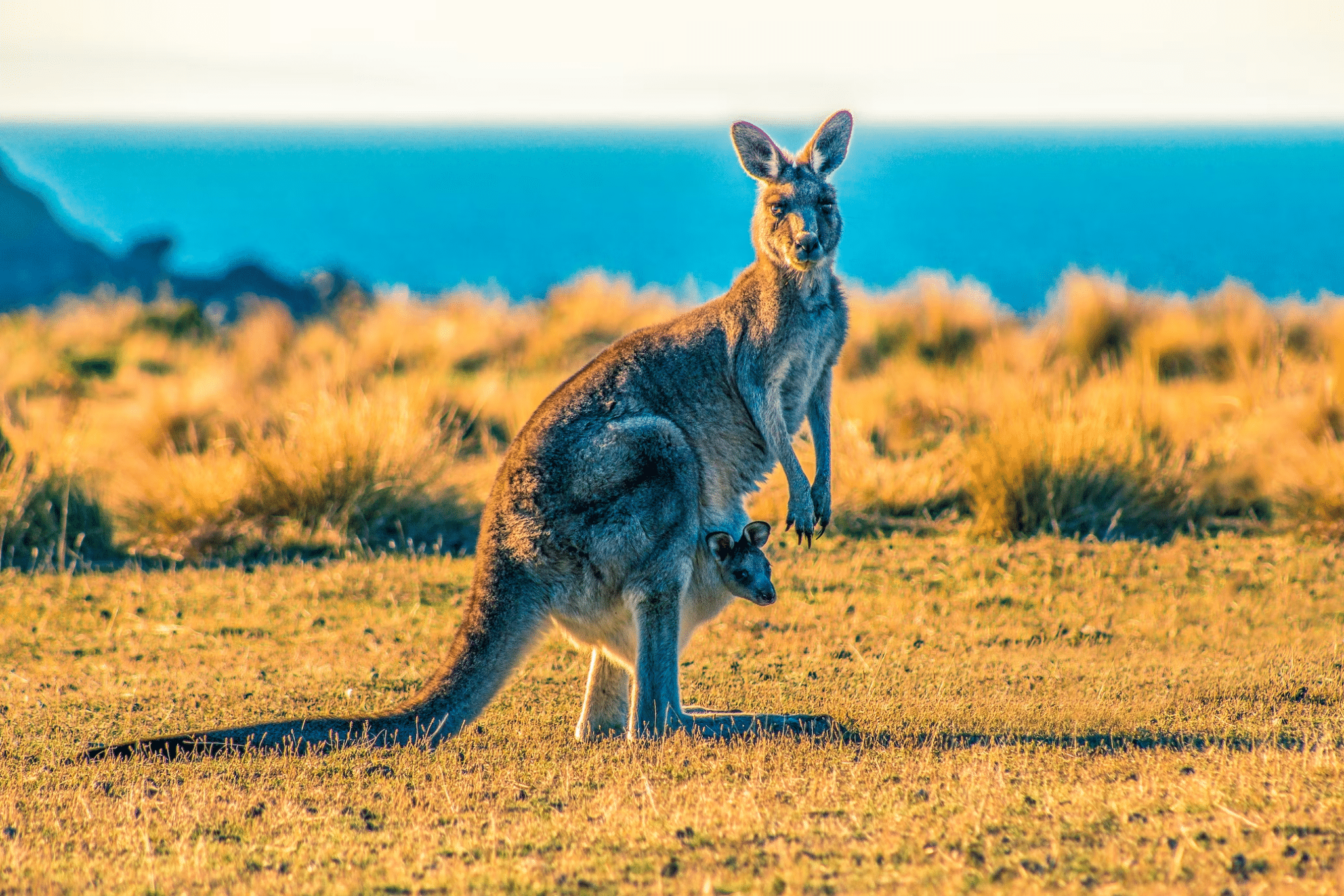 An American Kangaroo Court - RVIVR